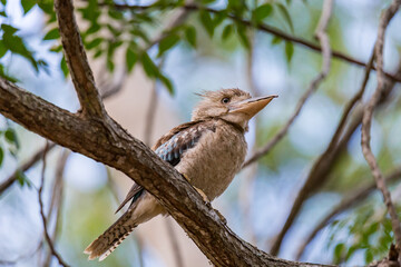Blue-winged Kookaburra sitting on Branch of a Tree, Queensland; Australia.
