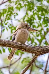 Blue-winged Kookaburra sitting on Branch of a Tree, Queensland; Australia.
