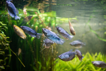 Gourami. Fish in the water. Trichopodus trichopterus. Blue male. Aquarium fish. Тriсhоgаstеr....