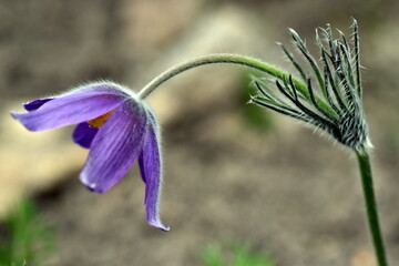 Nahaufnahme einer violetten Küchenschelle