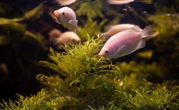Fish pink. Kissing fish. Kissing gourami pink (Helostoma temminckii).