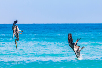 Playa El Tecolote, La Paz, Baja California Sur, Mexico. Brown pelicans diving for fish in the Sea of Cortez.