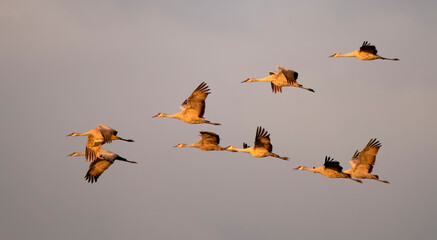 Sandhill cranes come in for the night in the Sacramento Valley.