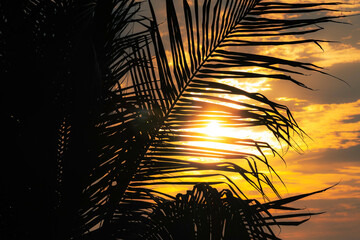 Silueta de palmera con atardecer