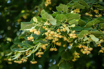 large lime tree against a beautiful sunset sky. lime tree provides natural remedy for variety of ailments.