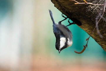 chickadee bird