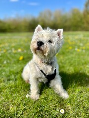 jack russell terrier