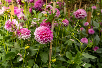 Stunning dahlia blooms