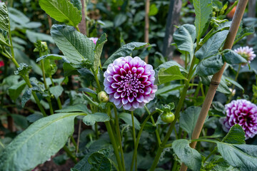 Stunning dahlia blooms