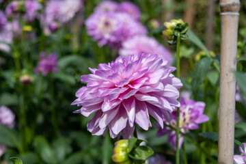 Obraz premium Stunning dahlia blooms