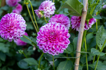 Stunning dahlia blooms