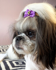 close muzzle of a dog breed shih tzu with a light coat.  purple bow with pet top note stone.  side...