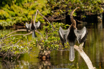 Anhinga Twins