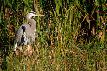 Great Blue Heron