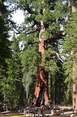 Fototapeta premium Yosemite National Park
