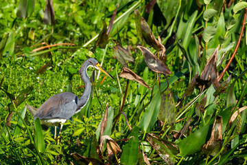 Heron on the Hunt