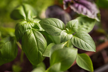 Fresh green basil leaves in the garden.