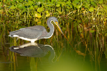 Tricolor Heron Reflection