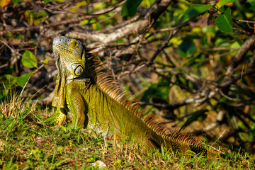 Iguana Strikes a Pose