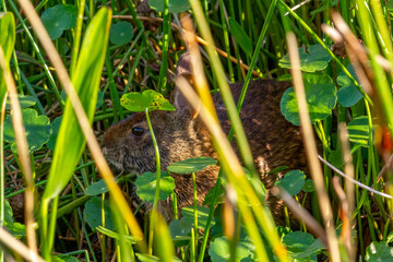 Marsh Rabbit Hiding