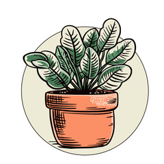 houseplant in clay pot