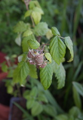Fructification of Red raspberry, European raspberry, Rubus idaeus