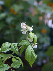 Fructification of Red raspberry, European raspberry, Rubus idaeus
