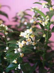 Bonsai tree of chinotto in bloom, Citrus myrtifolia, the myrtle-leaved orange tree, exotic ornamental houseplant, on pink background