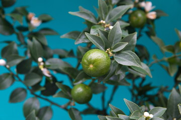 Bonsai tree of chinotto, Citrus myrtifolia, the myrtle-leaved orange tree, exotic ornamental houseplant, on turquoise background