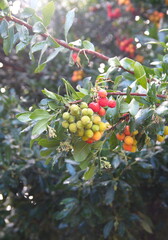 Fructification of Arbutus unedo,  common name 