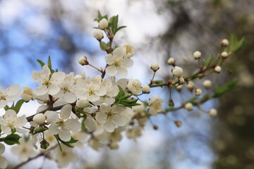 blooming tree