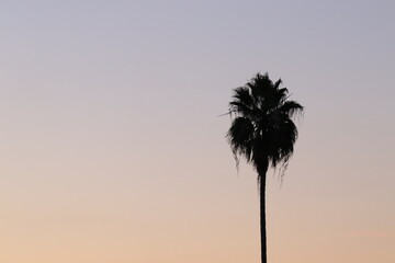 Obraz premium palm sky