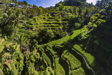 Fotobehang Tegalalang rice terrace © FHoTo