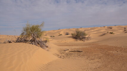 Scrubby bushes in the Sahara Desert, outside of Douz, Tunisia