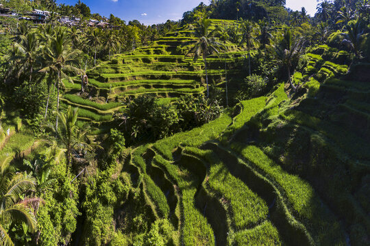 Tegalalang rice terrace