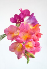 Naklejka na ściany i meble Bouquet of fragrant freesia, Freesia in bloom, genus Anomatheca, on light background