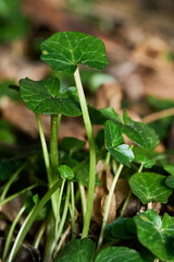 Close up view of european wild ginger sprout.