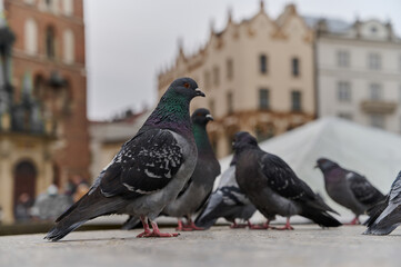 Close up view of flock of pigeons.