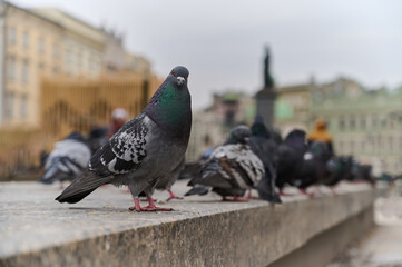 Row of pigeons sitting on curb in square.
