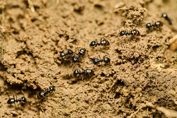Close up view of group of ants building anthill.