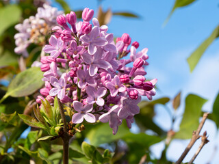 Lilac flower
