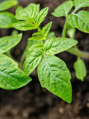 Young tomato seedling sprouts in the peat pots. Gardening concept.