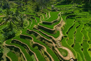 Fotobehang Rice terrace © FHoTo