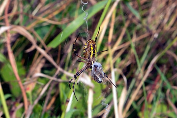 Yellow wild spider caught a fly in its web