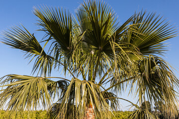 Beautiful Washingtonia robusta palm with big leaves is on the blue sky background