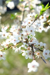 Apple blossom. Spring white and green flowers. Sunny day