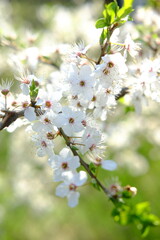 Apple blossom. Spring white and green flowers. Sunny day