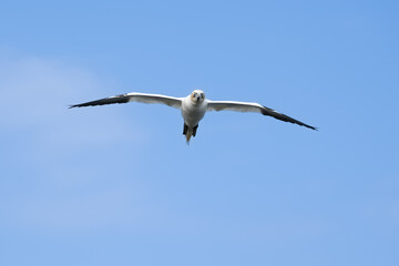 Common gannet in flight 