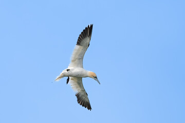 Common gannet in flight 