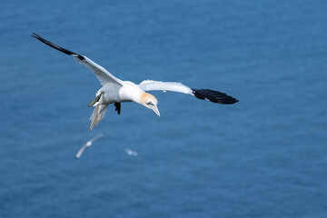 Common gannet in flight 